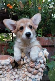 Welsh Corgi Pembroke