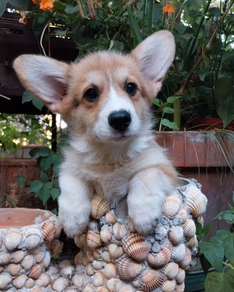 Welsh Corgi Pembroke