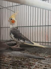 Coppia calopsite