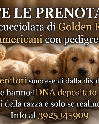 Cuccioli golden retriever