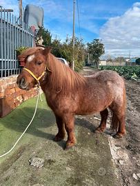Pony femmina