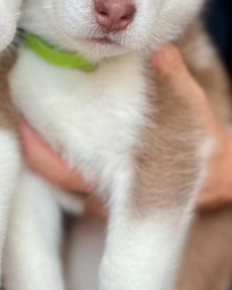 Cucciola di Siberia Husky