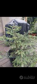 Albero Abete Rosso