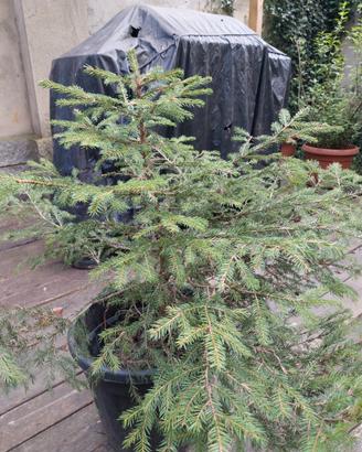 Albero Abete Rosso