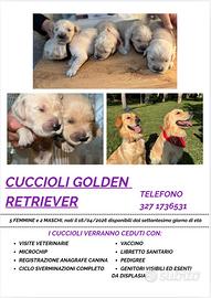 Cuccioli golden retriver