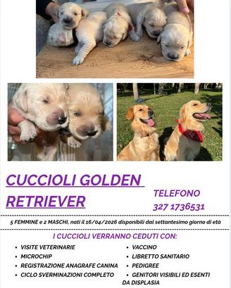 Cuccioli golden retriver