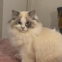 Ragdoll