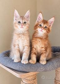 Disponibili cuccioli maine coon