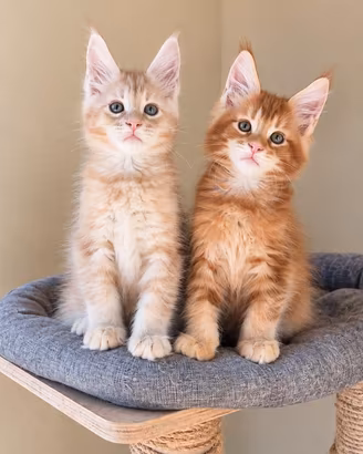 Disponibili cuccioli maine coon