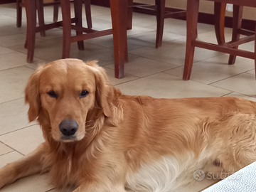 Golden retriever per accoppiamento