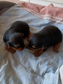 Cuccioli yorkshire 3 mesi