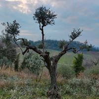 Alberi di ulivo ornamentali