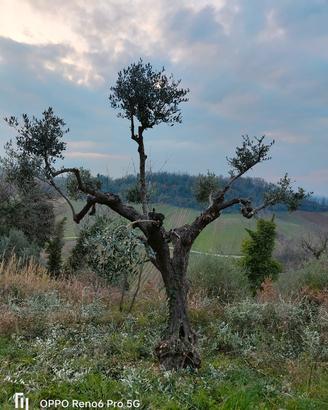 Alberi di ulivo ornamentali