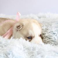 Husky pedigree disponibili