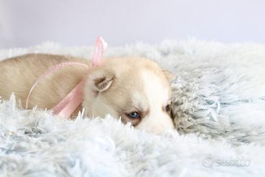 Husky pedigree disponibili