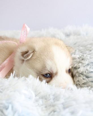 Husky pedigree disponibili