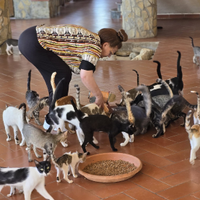 Regalasi gatti di varie razze (tutte meticce)