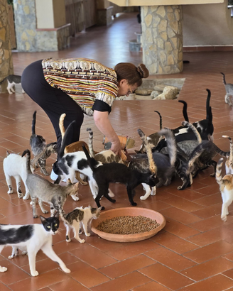 Regalasi gatti di varie razze (tutte meticce)