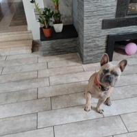 Bull dog francese per monta