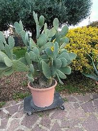 PIANTE - FICO D'INDIA -