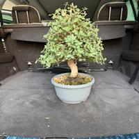 Bonsai sughera