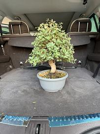 Bonsai sughera