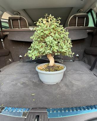 Bonsai sughera