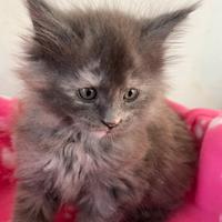 Maine coon blue White femmina