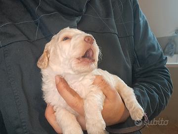 Lagotto romagnolo cuccioli