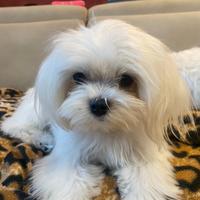 Maltese per accoppiamento