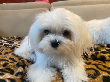 Maltese per accoppiamento