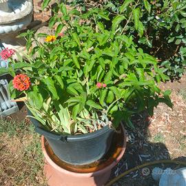 pianta lantana camara