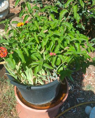 pianta lantana camara