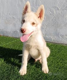 Cucciolo di Siberian Husky