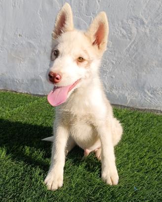 Cucciolo di Siberian Husky