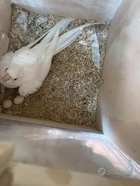 Calopsite, inseparabili e parr. monaci e collare