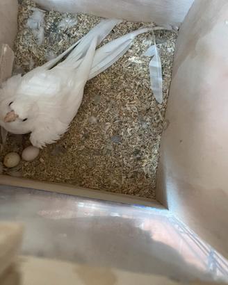 Calopsite, inseparabili e parr. monaci e collare