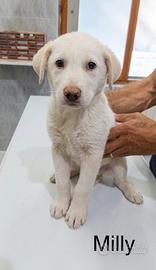 Cuccioli mix LABRADOR in ADOZIONE