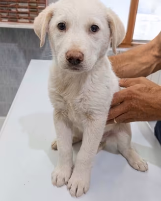 Cuccioli mix LABRADOR in ADOZIONE