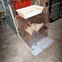 Coppia di galline a collo nudo