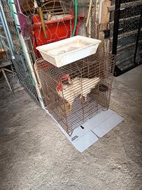 Coppia di galline a collo nudo