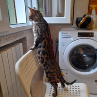 Gatto bengalese 350 euro