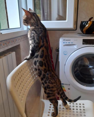 Gatto bengalese 350 euro