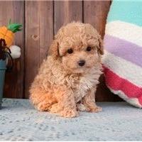CUCCIOLI di BARBONCINO TOY e BARBONCINI NANI