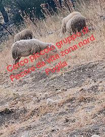 Pecore