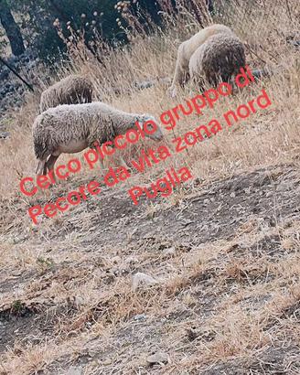 Pecore