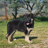 Cucciolo pastore tedesco