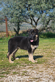 Cucciolo pastore tedesco