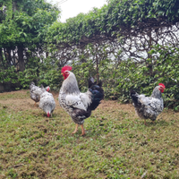 Galline Robusfa Maculata