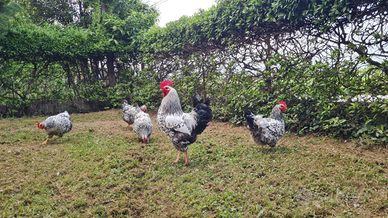 Galline Robusfa Maculata